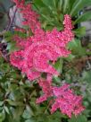 Astilbe arendsii Fanal