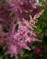 Astilbe arendsii Federsee