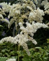 Astilbe Deutschland