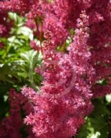 Astilbe Red Sentinel