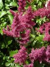 Astilbe Red Sentinel