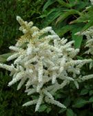 Astilbe Sprite