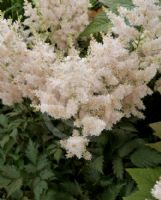 Astilbe White Wings