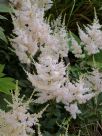 Astilbe White Wings