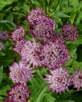 Astrantia major Rubra