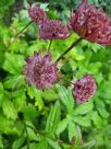 Astrantia major Rubra