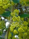 Berberis aristata