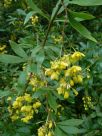 Berberis aristata