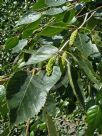 Betula utilis jacquemontii