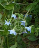 Borago pygmaea