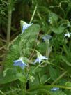 Borago pygmaea