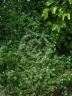 Borago pygmaea