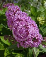 Buddleja Pink Delight