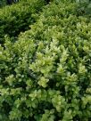 Buxus sempervirens Latifolia Maculata