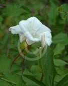 Calystegia silvatica