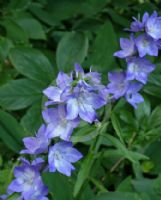 Campanula latiloba Splash