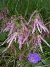 Campanula Pink Octopus