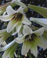 Cardiocrinum giganteum yunnanense