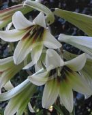 Cardiocrinum giganteum yunnanense