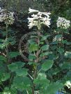 Cardiocrinum giganteum yunnanense