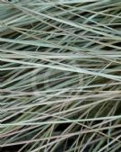 Carex comans bronze