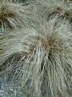 Carex comans bronze