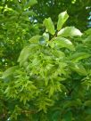 Carpinus betulus Fastigiata