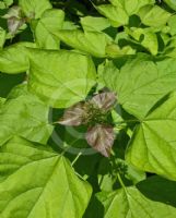 Catalpa bignonioides Aurea