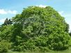 Catalpa bignonioides Aurea