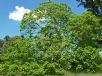 Catalpa bignonioides Aurea