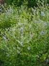 Ceanothus delileanus Gloire de Versailles