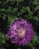 Centaurea John Coutts