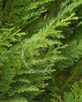 Chamaecyparis lawsoniana Erecta