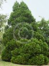 Chamaecyparis lawsoniana Erecta