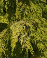 Chamaecyparis lawsoniana Hillieri