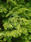 Chamaecyparis lawsoniana Hillieri