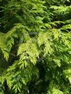 Chamaecyparis lawsoniana Lutea