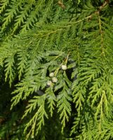 Chamaecyparis lawsoniana Westermannii