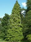 Chamaecyparis lawsoniana Westermannii