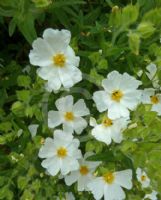 Cistus platysepalus