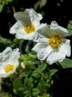 Cistus platysepalus