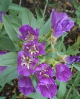 Clarkia purpurea