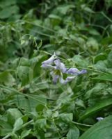 Clematis campaniflora