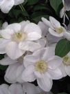 Clematis Chantilly