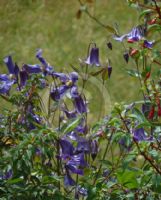 Clematis diversifolia Hendersonii