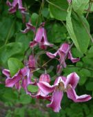 Clematis Etoile Rose