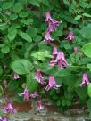 Clematis Etoile Rose