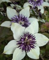 Clematis florida florida Sieboldiana