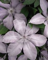 Clematis Moonfleet