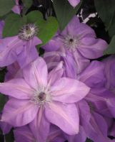 Clematis Shimmer